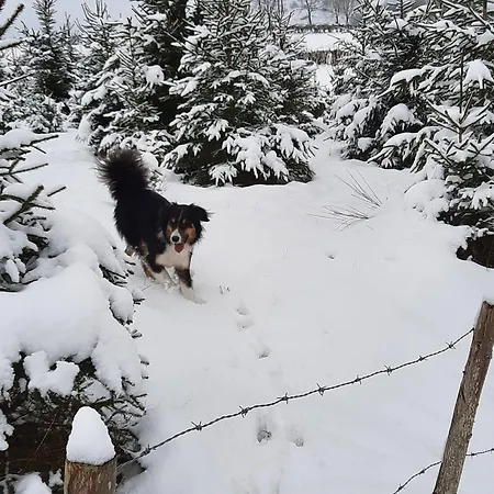 - La Maison Des Sottais 3* Burg Reuland